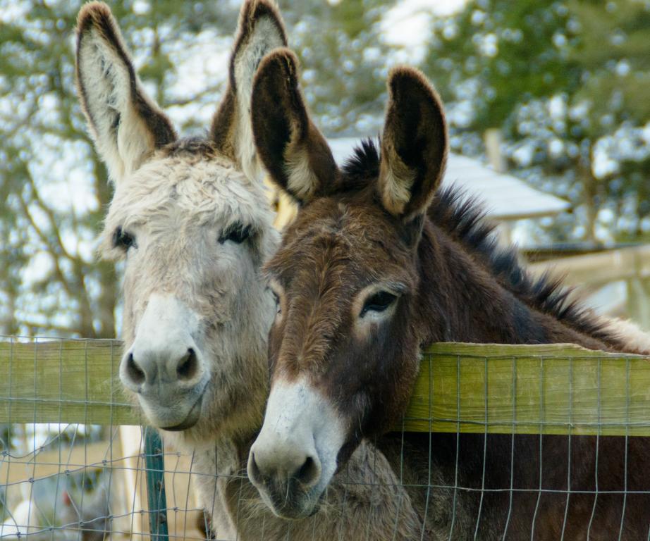 Donkeys_farm_market